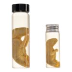 Real Wet Specimen in Alcohol – Opossum Pup