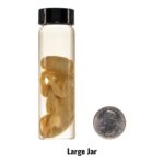 Real Wet Specimen in Alcohol – Opossum Pup