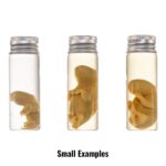 Real Wet Specimen in Alcohol – Opossum Pup