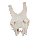Real Southern Giraffe Skull – Male, No Mandible