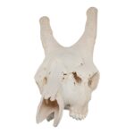Real Southern Giraffe Skull – Male, No Mandible