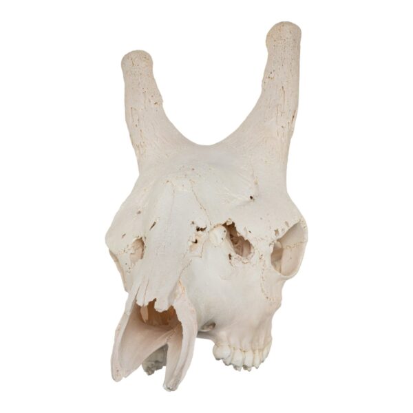 Real Southern Giraffe Skull – Male, No Mandible