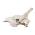 Real Southern Giraffe Skull – Male, No Mandible