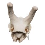 Real Southern Giraffe Skull – Male, No Mandible