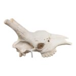 Real Southern Giraffe Skull – Male, No Mandible