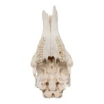 Real Southern Giraffe Skull – Male, No Mandible