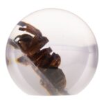 Real Tarantula in Acrylic Globe