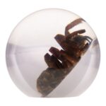 Real Tarantula in Acrylic Globe