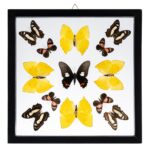 Real Butterflies in Black Frame – Set of 13