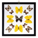 Real Butterflies in Black Frame – Set of 13