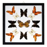 Real Butterflies in Black Frame – Set of 13