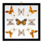 Real Butterflies in Black Frame – Set of 13