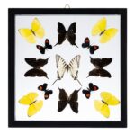 Real Butterflies in Black Frame – Set of 13