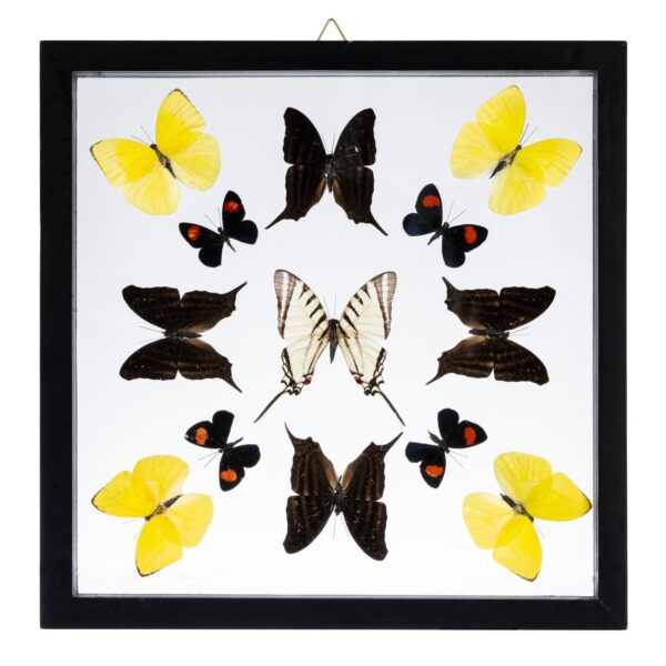 Real Butterflies in Black Frame – Set of 13
