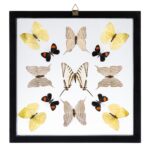 Real Butterflies in Black Frame – Set of 13