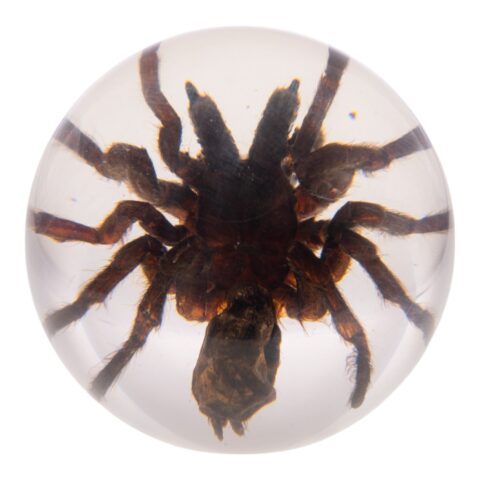 Real Tarantula in Acrylic Globe