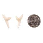 Real Mako Shark Tooth – Set of 2