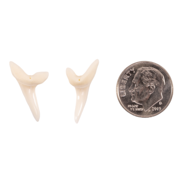 Real Mako Shark Tooth – Set of 2