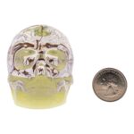 Real Spider and Web in Acrylic Skull – Glow