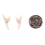 Real Mako Shark Tooth – Set of 2