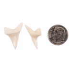 Real Mako Shark Tooth – Set of 2