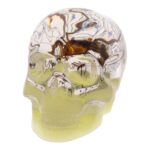 Real Spider and Web in Acrylic Skull – Glow
