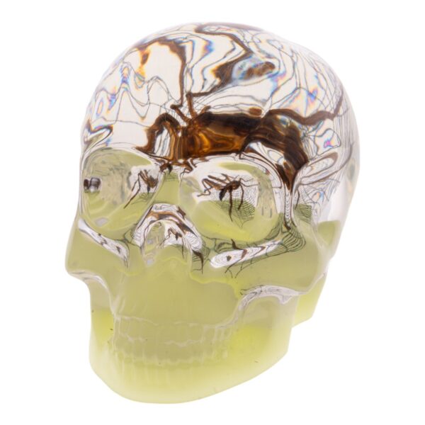 Real Spider and Web in Acrylic Skull – Glow