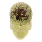 Real Spider and Web in Acrylic Skull – Glow