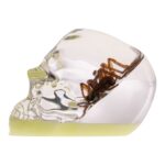 Real Spider and Web in Acrylic Skull – Glow