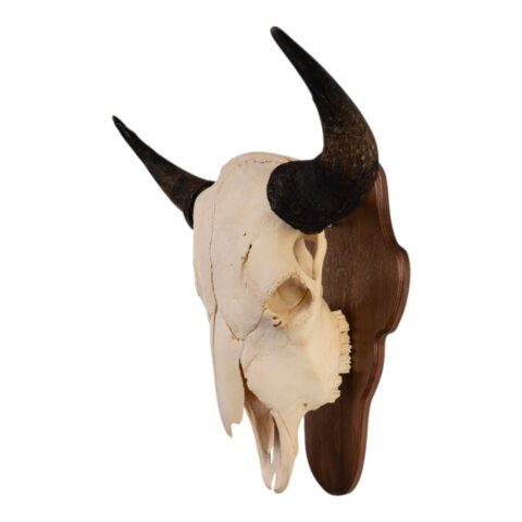 Skull Plaque