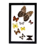 Real Butterflies in Frame – Set of 9