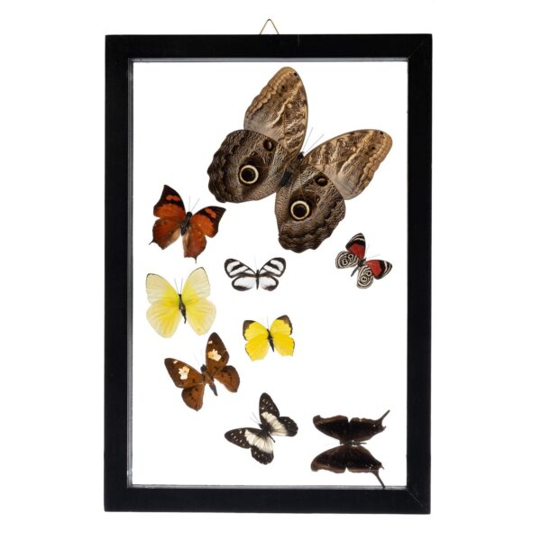 Real Butterflies in Frame – Set of 9