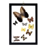 Real Butterflies in Frame – Set of 9