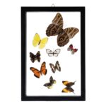 Real Butterflies in Frame – Set of 9