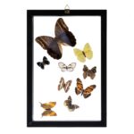 Real Butterflies in Frame – Set of 9