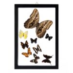 Real Butterflies in Frame – Set of 9