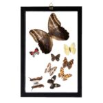 Real Butterflies in Frame – Set of 9