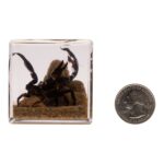 Real Black Scorpion in Acrylic Cube