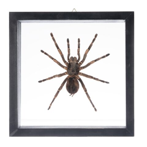 Real Tarantula in Black Frame