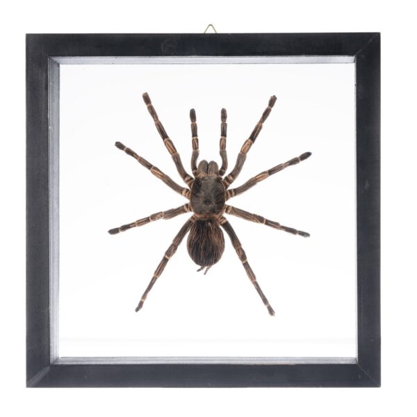 Real Tarantula in Black Frame