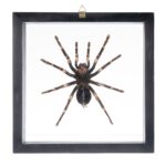 Real Tarantula in Black Frame