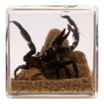 Real Black Scorpion in Acrylic Cube