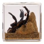 Real Black Scorpion in Acrylic Cube