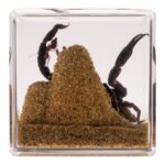 Real Black Scorpion in Acrylic Cube