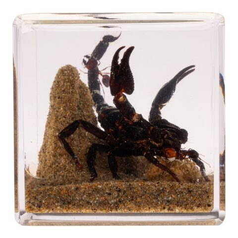 Real Black Scorpion in Acrylic Cube