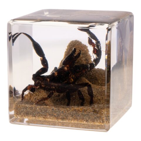 Real Black Scorpion in Acrylic Cube
