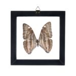 Real Morpho Marcus Butterfly in Black Frame
