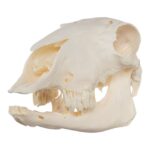 Real Sheep Skull – Pathology