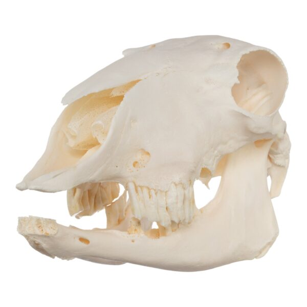 Real Sheep Skull – Pathology