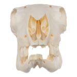 Real Sheep Skull – Pathology